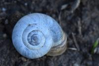 Helicella itala