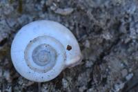 Monacha cartusiana