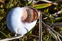 Cepaea nemoralis