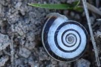 Helicella itala