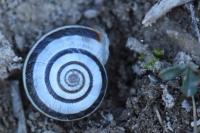 Helicella itala