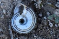 Helicella itala