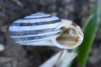 Helicella itala