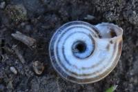 Helicella itala