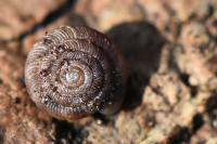 Gonyodiscus rotundatus