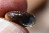 Oxychilus draparnaudi