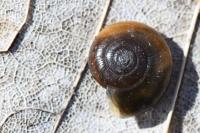 Oxychilus draparnaudi