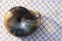 Oxychilus draparnaudi