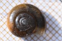 Oxychilus draparnaudi