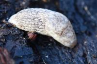 Deroceras reticulatum