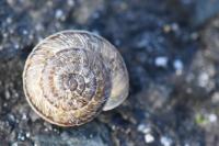 Xeroplexa intersecta