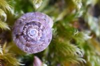 Gonyodiscus rotundatus