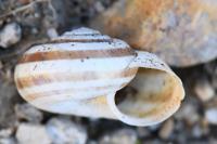 Cernuella aginnica