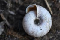 Helicodonta obvoluta