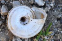 Cernuella aginnica