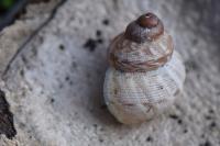 Pomatias elegans