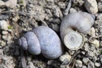 Pomatias elegans