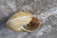 Hygromia cinctella