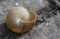 Hygromia cinctella