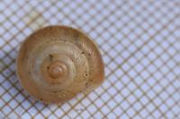 Hygromia cinctella