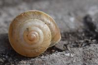 Hygromia cinctella