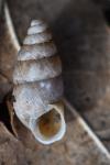 Merdigera obscura