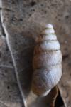 Merdigera obscura