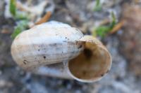Cernuella aginnica