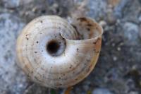 Cernuella aginnica