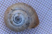Cernuella aginnica