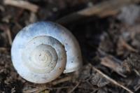 Monacha cartusiana