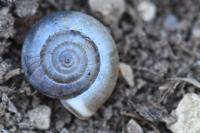 Monacha cartusiana