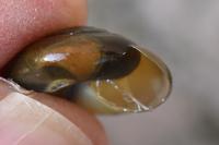 Oxychilus draparnaudi