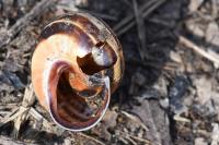 Cepaea nemoralis