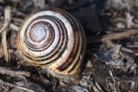 Cepaea nemoralis