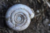 Helicodonta obvoluta