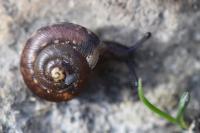 Hygromia cinctella