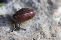 Hygromia cinctella