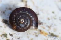 Hygromia cinctella