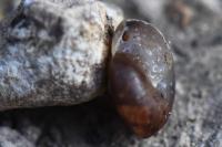 Hygromia cinctella