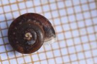 Hygromia cinctella