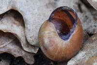Cepaea nemoralis
