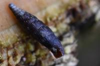 Clausilia bidentata