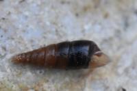 Cochlodina laminata