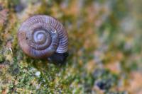 Gonyodiscus rotundatus