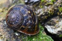 Cornu aspersum