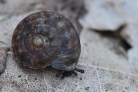 Helicigona lapicida