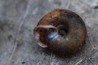 Helicodonta obvoluta