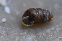 Lauria cylindracea