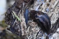Limax maximus